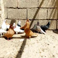 کبوتردوری