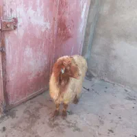 میش|حیوانات مزرعه|خرم‌آباد, |دیوار