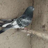 کبوتر، پرشی و طوقی