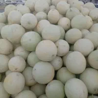 طالبی ،خربزه سفید