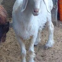 بره ماده شیشک هموزیگوت و ترکی|حیوانات مزرعه|شهر بابک, |دیوار