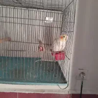 عروس هلندی گمشده