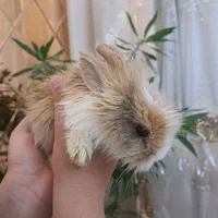 خرگوش لوپ|موش و خرگوش|مشهد, هفده شهریور|دیوار