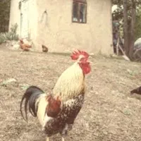 خروس