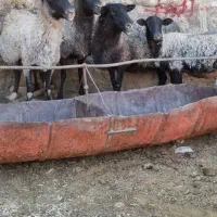 میش