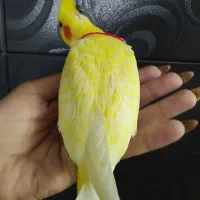 جوجه لوتینو کاملا زعفرونی|پرنده|شیراز, دروازه قران|دیوار