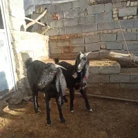 فروش بز دوقلوزا