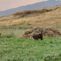 بز و بزغاله