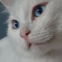 گربه گمشده