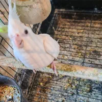 انواع عروس هلندی|پرنده|کرج, خرمدشت|دیوار