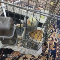 عروس هلندی.