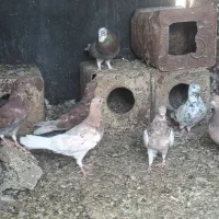 کبوتر پرشی