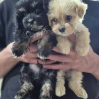 سگ شیتزو اصل