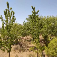 16جریب باغ بادام و 2 ساعت آب قطره ای|فروش دفتر صنعتی، کشاورزی، تجاری|بن, |دیوار