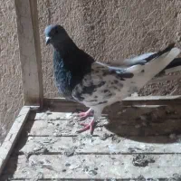 کله سبز نر|پرنده|میاندوآب, |دیوار