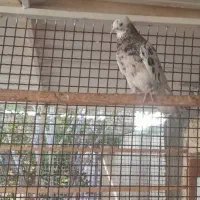 یه دونه کبوتر سرور نر عالی بفروش می رسد