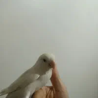طوطی برزیلی سفید|پرنده|پاکدشت, خاتون آباد|دیوار
