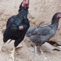 مرغ و خروس نسل دار ضمانتی|حیوانات مزرعه|مهرستان, |دیوار