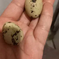 بلدرچین تخمگذار|حیوانات مزرعه|اردبیل, |دیوار