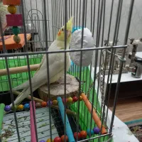 عروس هلندی لوتینو