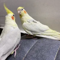 جفت عروس هلندی لوتینو