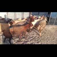 بره قوچ سنجابی میش مهربان گوسفند در کرمانشا|حیوانات مزرعه|خرم‌آباد, |دیوار