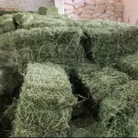 یونجه پر گل رطوبت صفر