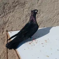 فروش کبوتر صربستانی بالغ