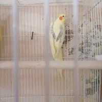 عروس هلندی لوتینو دوکت