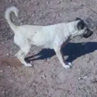 سگ سراب ماده