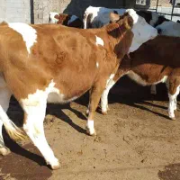 گوساله سیمنتال و گیل‌دورگ ، سبزوار