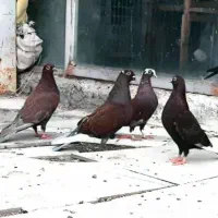 کبوتر یا کفتر ارشلینگل|پرنده|اندیشه, اندیشه فاز ۲|دیوار