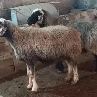 ۲راس سالار میش آبستن ترکی روزگاری|حیوانات مزرعه|شیراز, حافظیه|دیوار