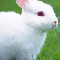 خرگوش فروشی