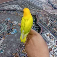 طوطی برزیلی|پرنده|رامشیر, |دیوار
