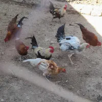 ۸ عدد خروس ۶ ماهه|حیوانات مزرعه|پلدختر, |دیوار