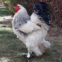 تخم مرغ نطفه دار.برهماومرندی و گلپایگان ولاری اصیل