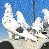 کفتر تهرونی ساعتی بالارو