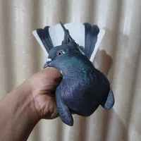 کفتر ماده طلا