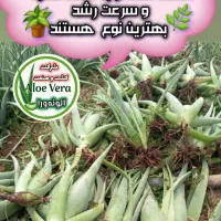 فروش پاجوش آلوئه‌ورا جهت کاشت در گلخانه ها