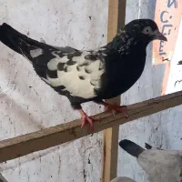 کبوتر پرشی|پرنده|رشت, منظریه|دیوار