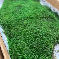 دیوار سبز خزه ای یا mosswall|گل و گیاه طبیعی|شیراز, شهرک والفجر|دیوار