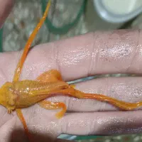 کت پوزه بوته ای. کت فیش|ماهی|شاهین‌شهر, خانه کارگر|دیوار