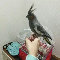 عروس هلندی
