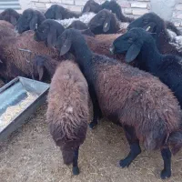 شیشک افشاری