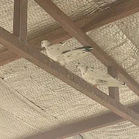 کفتر|پرنده|قم, نیروگاه|دیوار