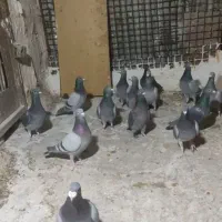 کبوتر کفتر نر مسافتی