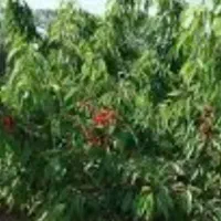 فروش یک هکتار باغ، با ۷ساعت آب ۴ اینچ