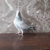 کبوتر سینه آبی ماده