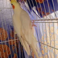 پرنده|پرنده|اشنویه, |دیوار